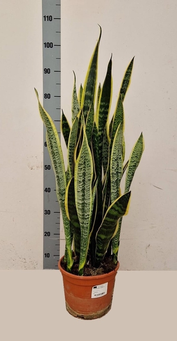 Sansevieria trifasciata Laurentii 23Ø 95cm