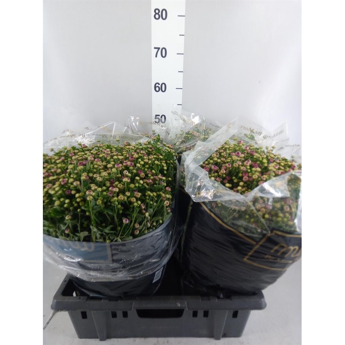 <h4>Chrysanthemum   ..</h4>