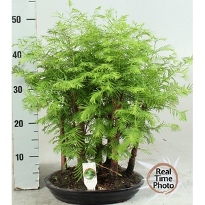 BONSAI OV