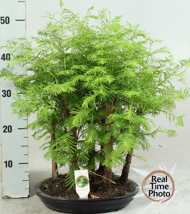 <h4>BONSAI OV</h4>