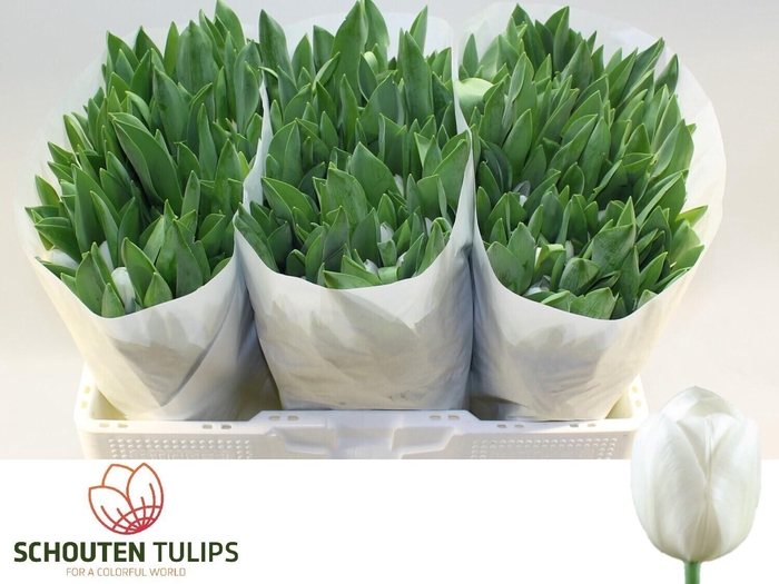 <h4>TU EN ROYAL VIRGIN</h4>