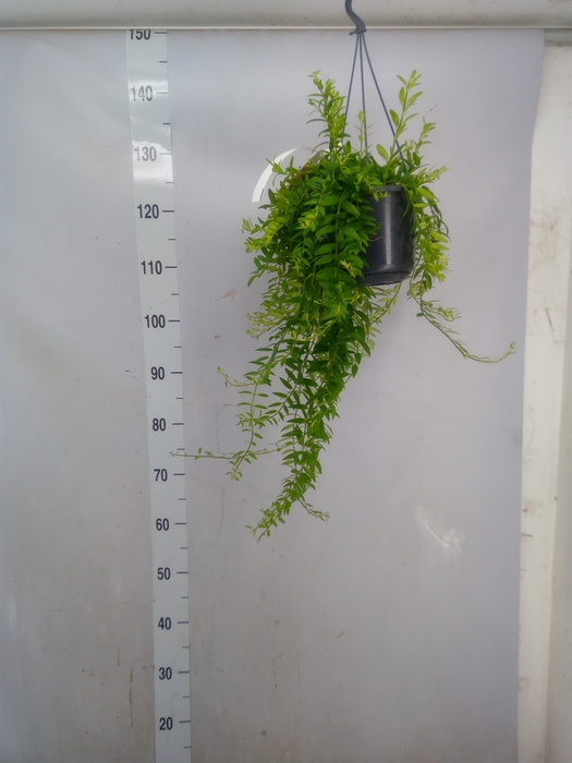 <h4>Aeschynanthus  'Japhrolepis'</h4>