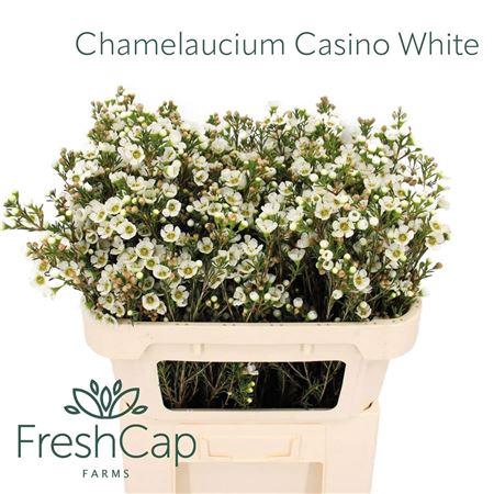 <h4>Chame Un Casin White</h4>
