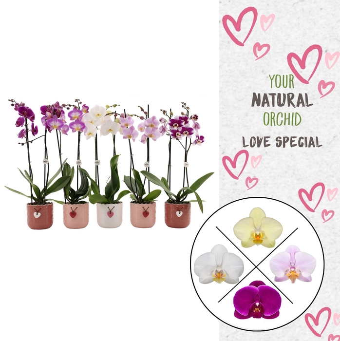 <h4>Your Natural Orchid | Mix seizoenskeramiek | Phal 2 spike</h4>