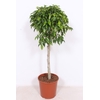 Ficus gevlochten stam