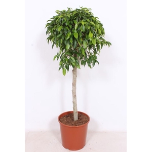 Ficus gevlochten stam