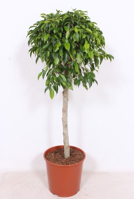 <h4>Ficus gevlochten stam</h4>