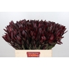 Leucadendron Saf Sunset Dark R.