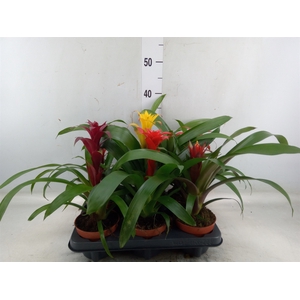 Bromelia   ...mix