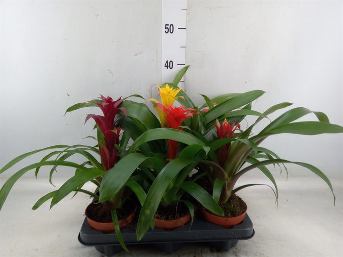 <h4>Bromelia   ...mix</h4>