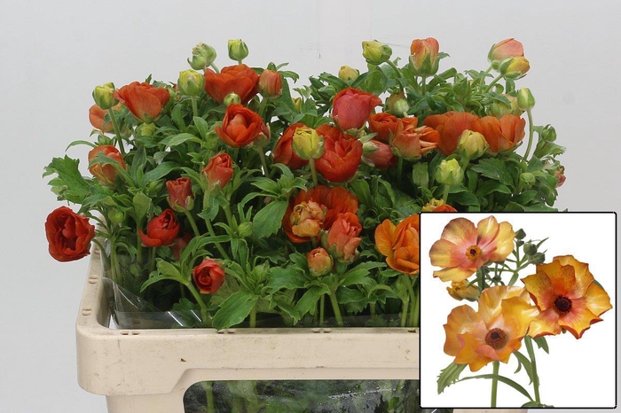 <h4>RAN BUTTERFL MINOAN</h4>