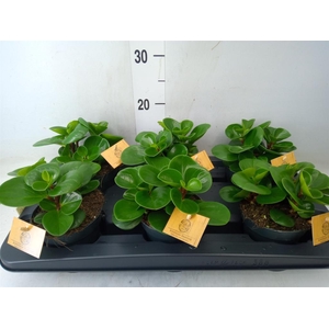 Peperomia obt. 'Green Gold'