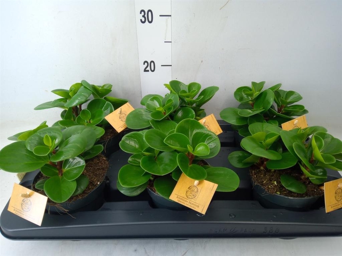 <h4>Peperomia obt. 'Green Gold'</h4>