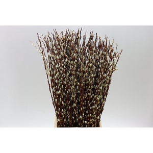 Salix Pussy Willow