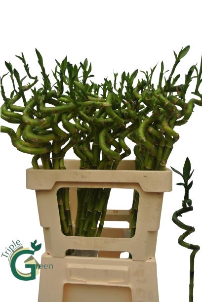 <h4>DRAC LUCKY BAMBOO</h4>