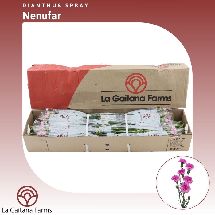 <h4>Dianthus tr Nenufar</h4>