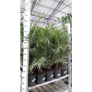 Phoenix canariensis