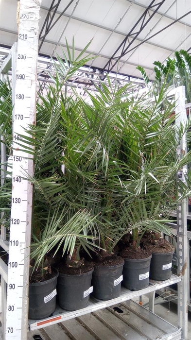 <h4>Phoenix canariensis</h4>