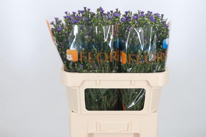 <h4>Aster Casamare</h4>