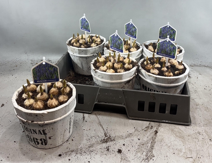 <h4>ARR MUSCARI</h4>