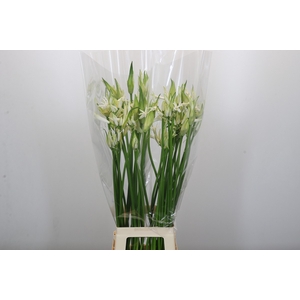 Nerine Like a Virgin