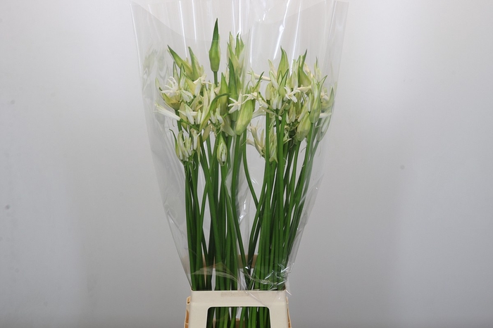 <h4>Nerine Like a Virgin</h4>