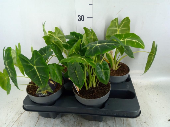 <h4>Alocasia ...</h4>