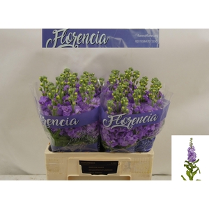 MATTH FIGARO LAVENDE