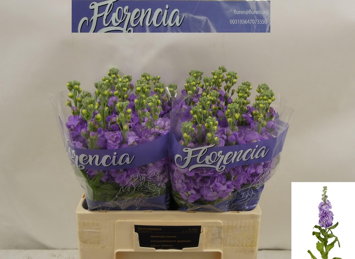 <h4>MATTH FIGARO LAVENDE</h4>