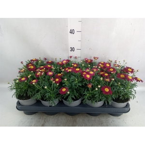 Argyranthemum  'La Rita Purple Red'