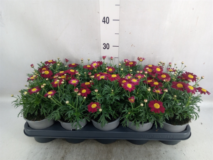 Argyranthemum  'La Rita Purple Red'