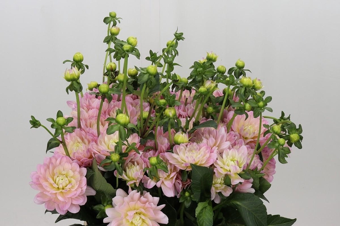 <h4>Dahlia Dianas Memory</h4>
