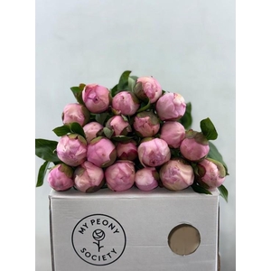 Paeonia Angel Cheeks