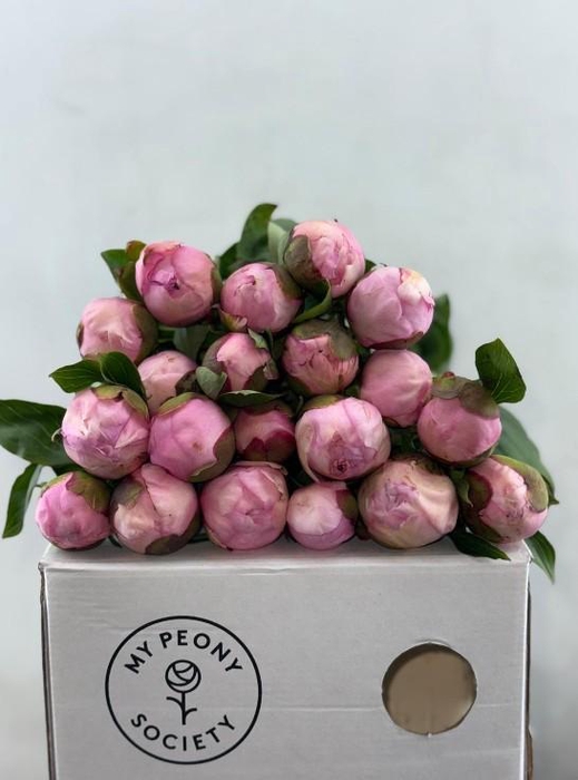 Paeonia Angel Cheeks