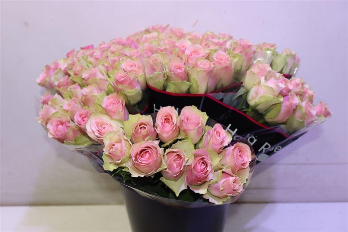 <h4>R Gr Belle Rose X10</h4>