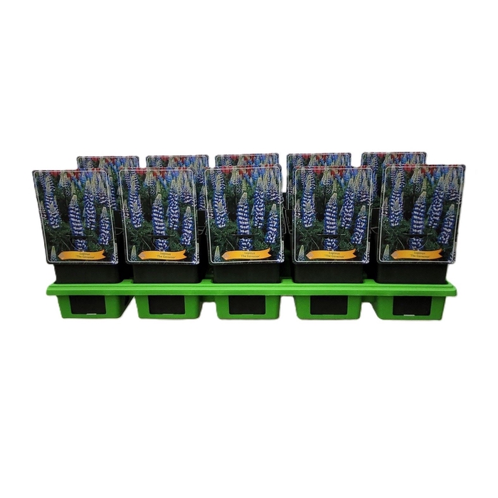 Lupinus The Governor