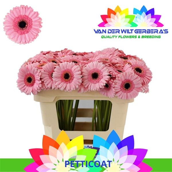 <h4>GE MI Petticoat</h4>