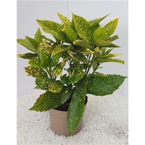 Aucuba Jap Variegata