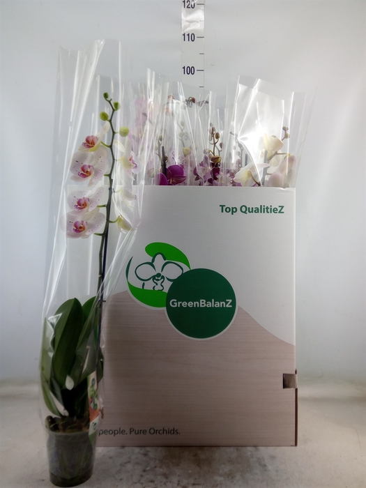 <h4>Phalaenopsis   ...mix</h4>