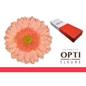 Germini Ice Cream Doos