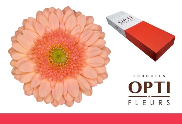 <h4>Germini Ice Cream Doos</h4>