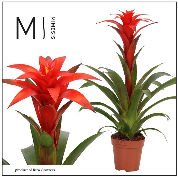 <h4>Guzmania Calypso</h4>