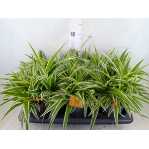 Chlorophytum com. 'Ocean'