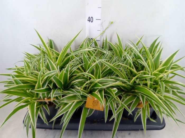 <h4>Chlorophytum com. 'Ocean'</h4>