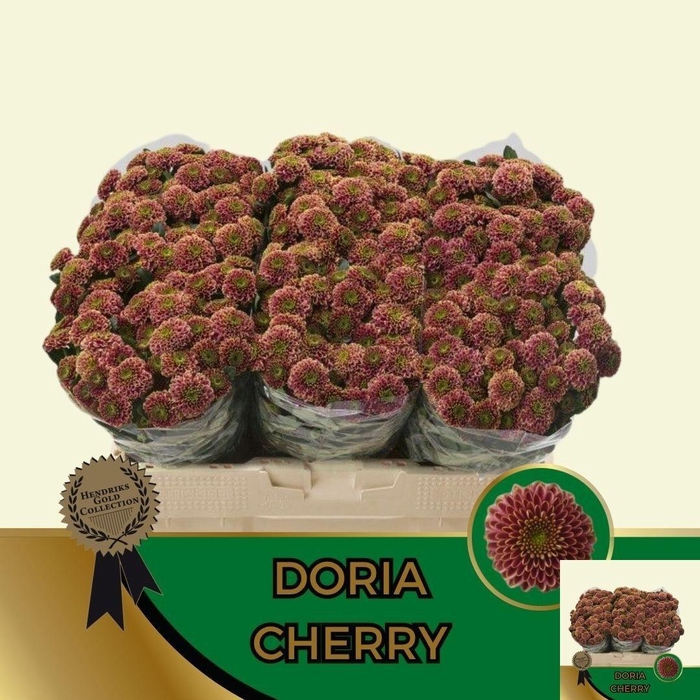 <h4>Chr S Aaa Doria Cher</h4>