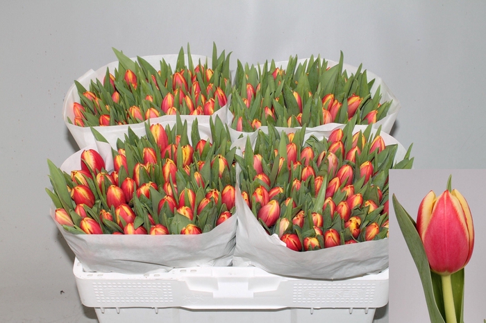 <h4>TU EN LEEN VD MARK</h4>