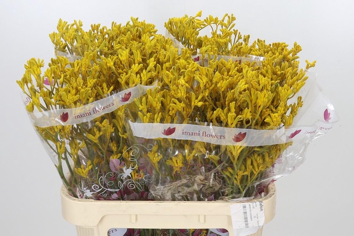 <h4>Anigozanthos Imani Yellow</h4>