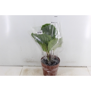 CALATHEA ORBIFOLIA P17