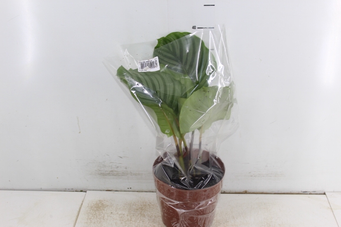 CALATHEA ORBIFOLIA P17