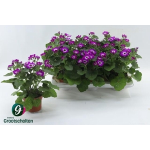 PERI C MAN P ROSE CH